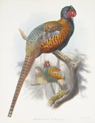 Phasianus Elegans (Elegant Pheasant), 1870-1872